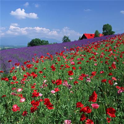 港澳宝典app下载